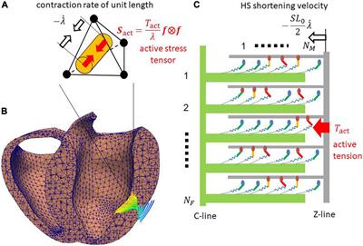 A Multiple Step Active Stiffness Integration Scheme to Couple a Stochastic Cross-Bridge Model and Continuum Mechanics for Uses in Both Basic Research and Clinical Applications of Heart Simulation